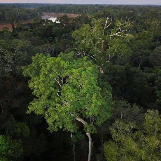 Peru Amazon Jungle Tour