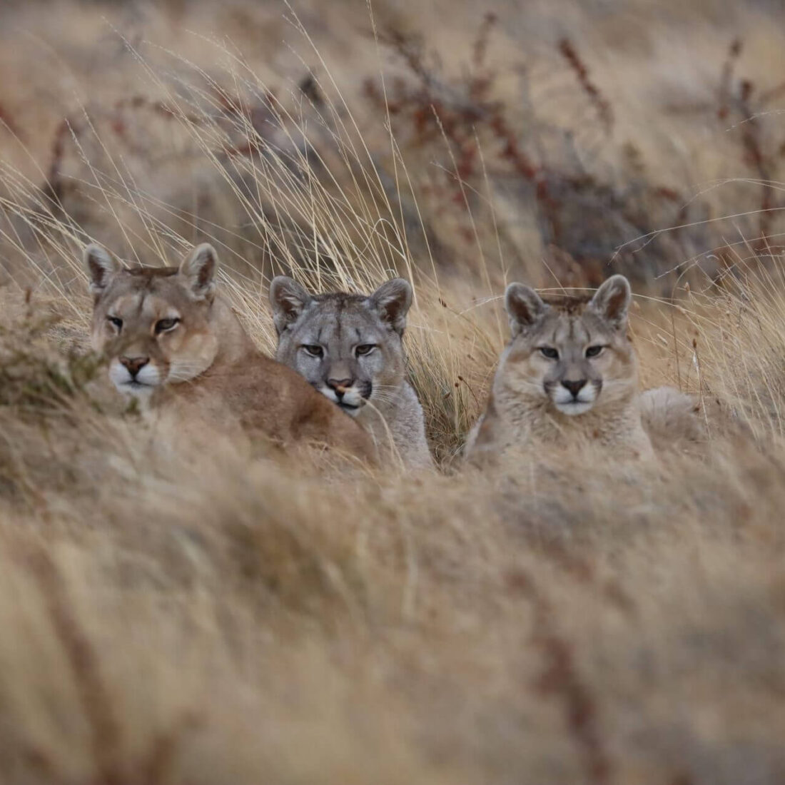 14-Day Patagonia Tour: Capturing Argentina and Chile Wild Beauty