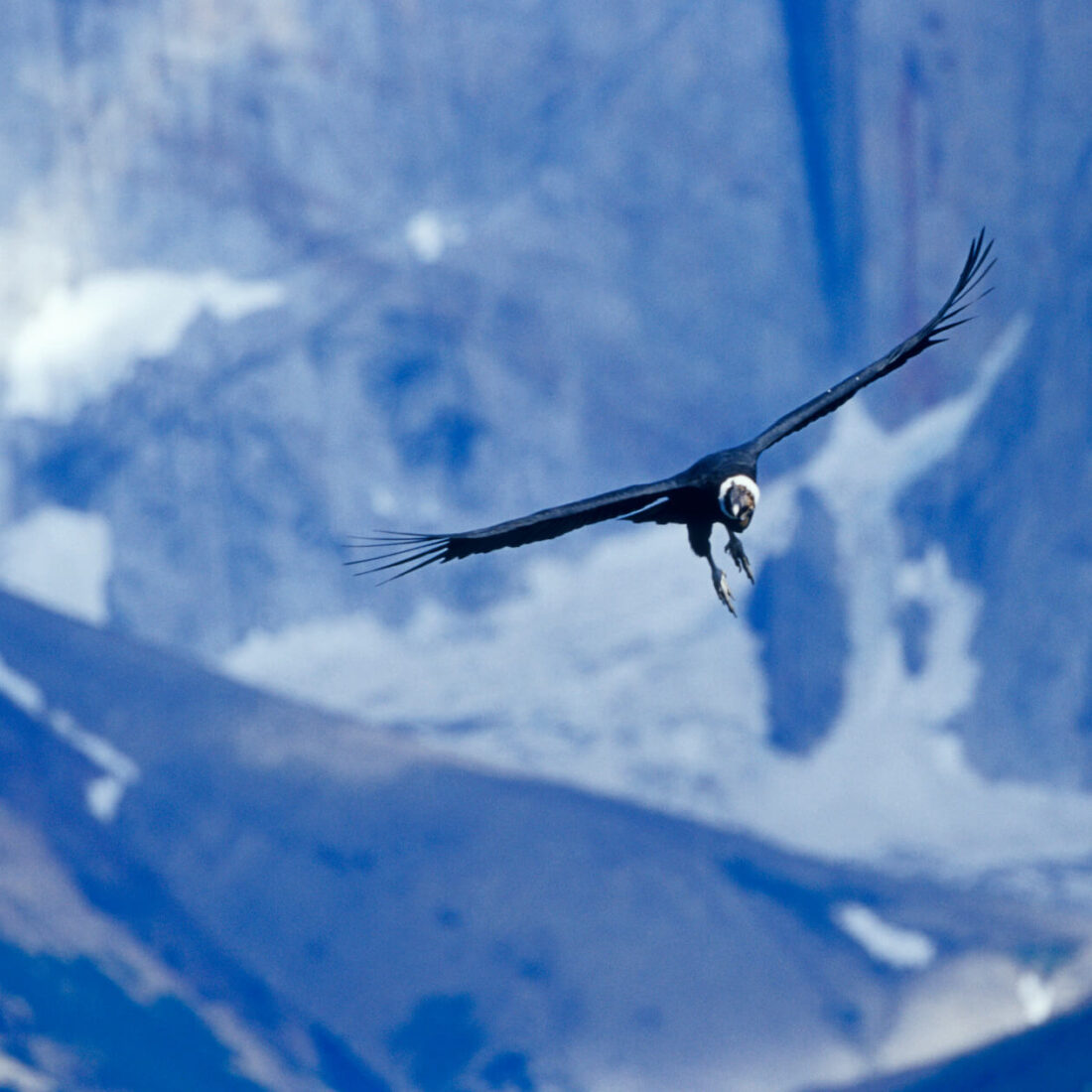 14-Day Patagonia Tour: Capturing Argentina and Chile Wild Beauty