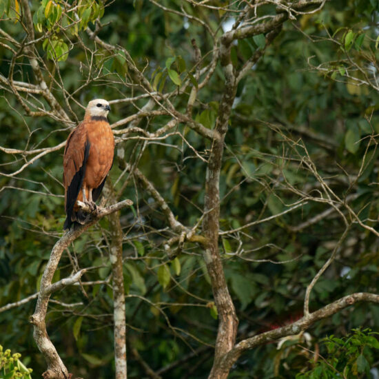 Costa Rica Birding Tour