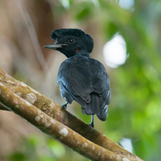 Costa Rica Birding Tour