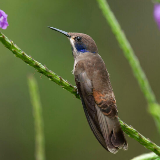 Costa Rica Expedition Best Places - Brown violet Ear