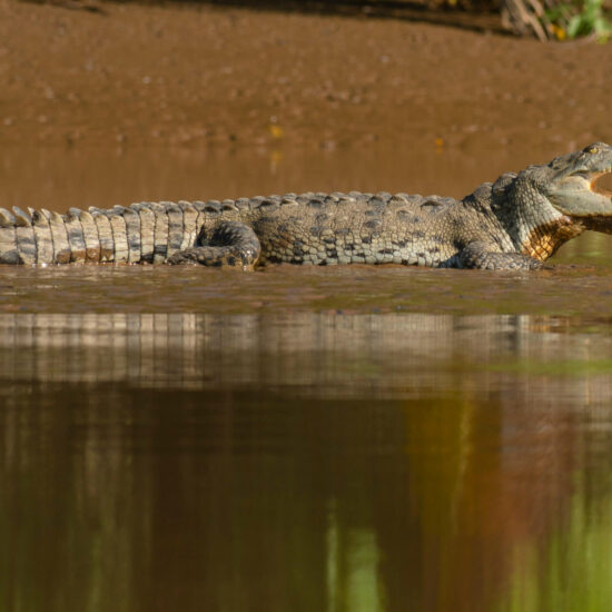 Costa Rica Expedition Best Places - Crocodileaventure