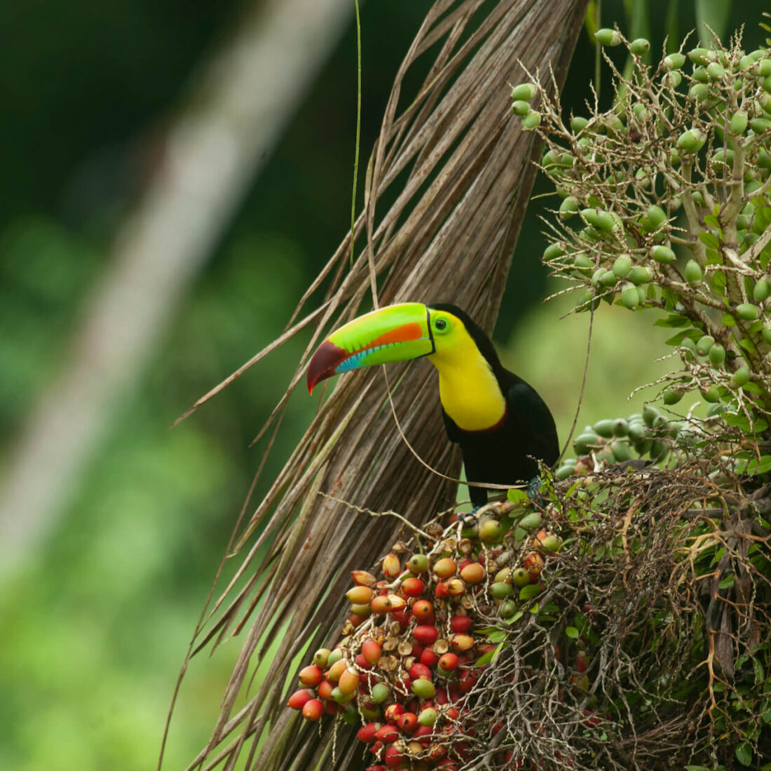 Costa Rica Expedition Best Places - KeelbilledToucan
