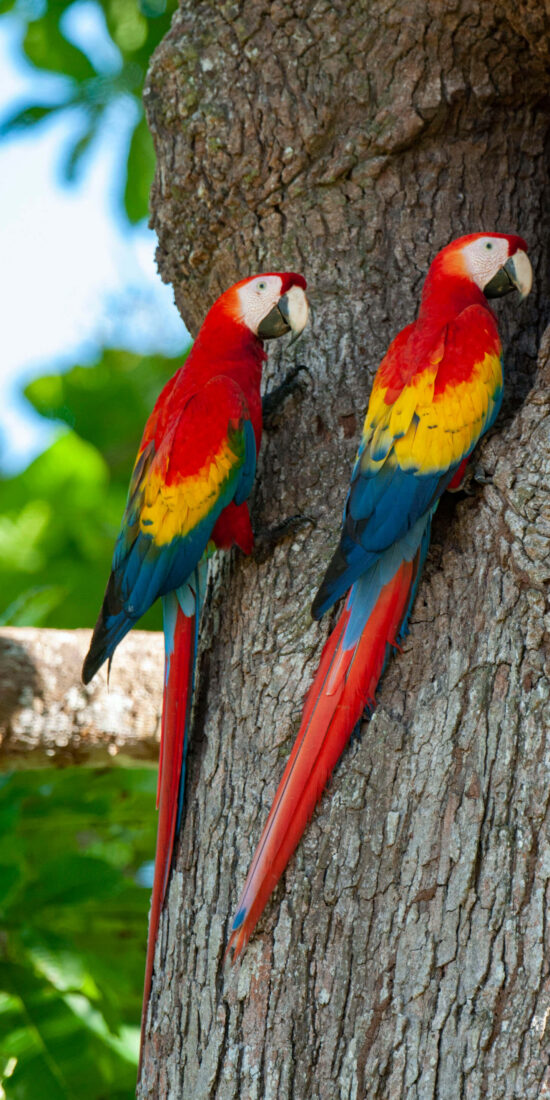 Costa Rica Expedition Best Places - Macaws Nesting