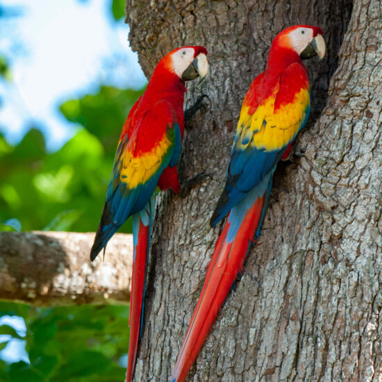 Costa Rica Expedition Best Places - Macaws Nesting