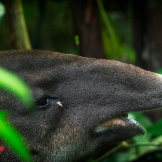 Costa Rica Expedition Best Places - Tapir