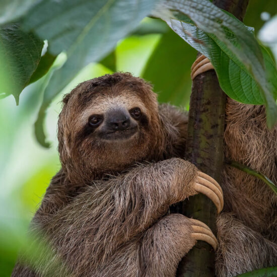 Costa Rica Expedition Best Places - Three-toed Sloth