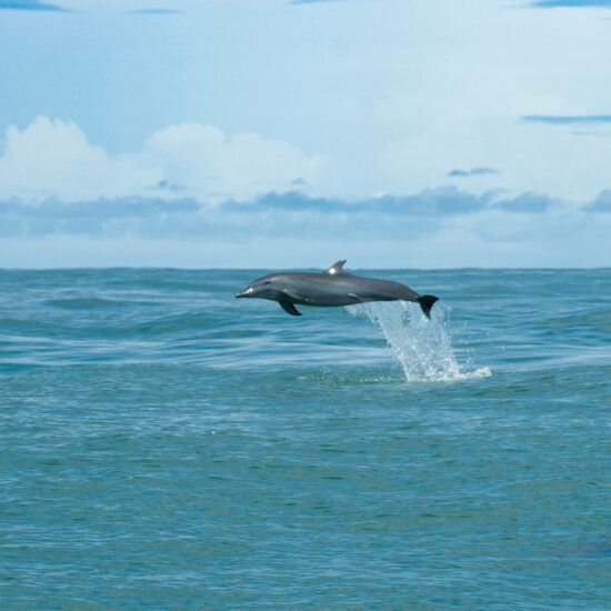 Costa Rica Expedition Best Places - delfinsaltando