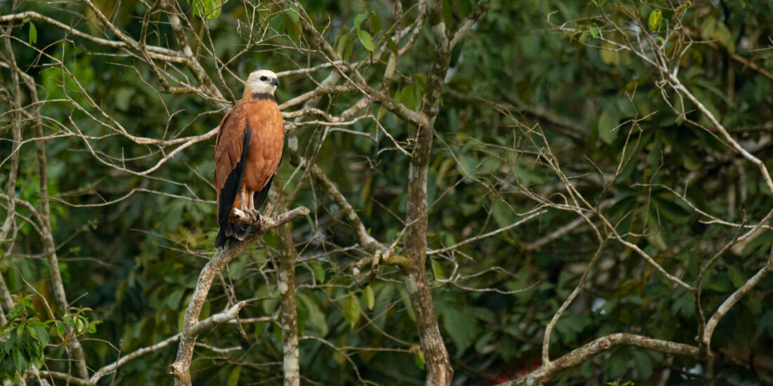 Costa Rica Photo Tour - Black collared Hawk