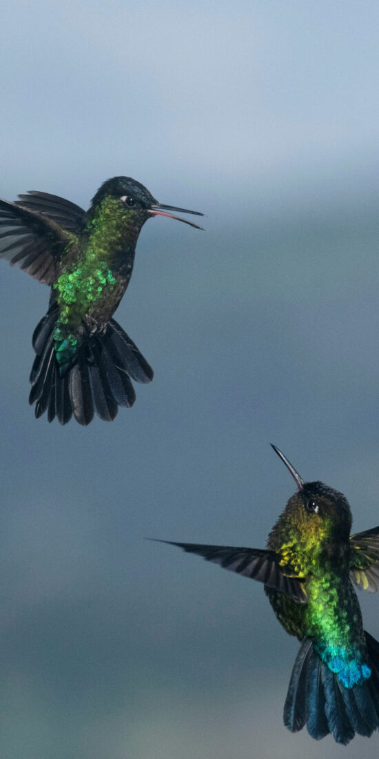 Costa Rica Photo Tour - Hummingbirdfight