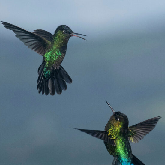 Costa Rica Photo Tour - Hummingbirdfight