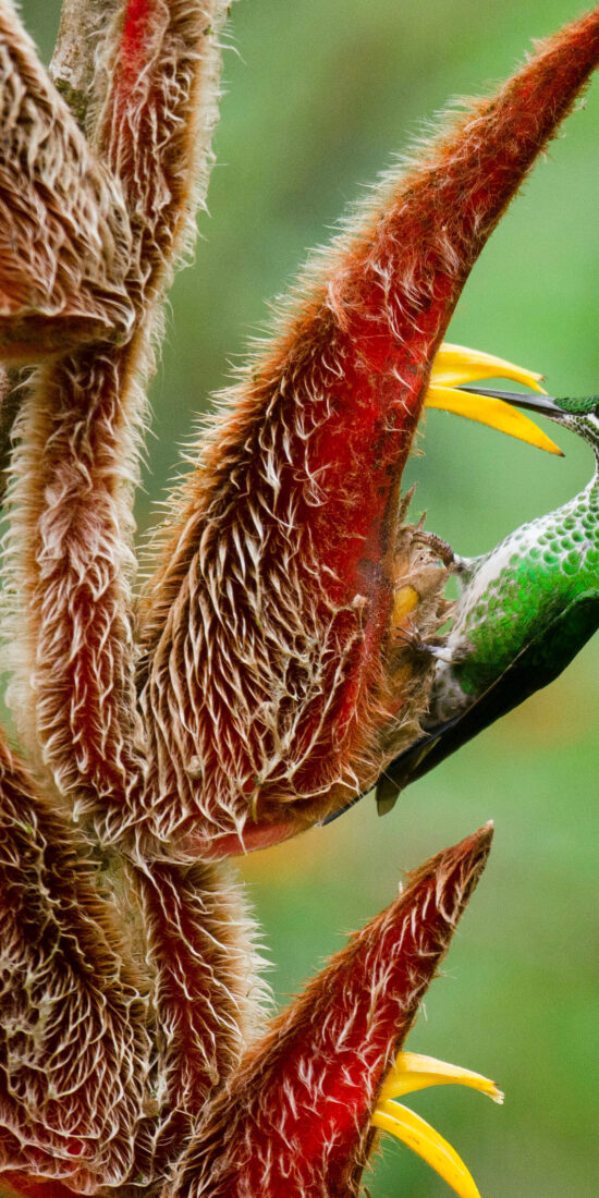 Costa Rica Photo Tour - Humming bird in Heliconia