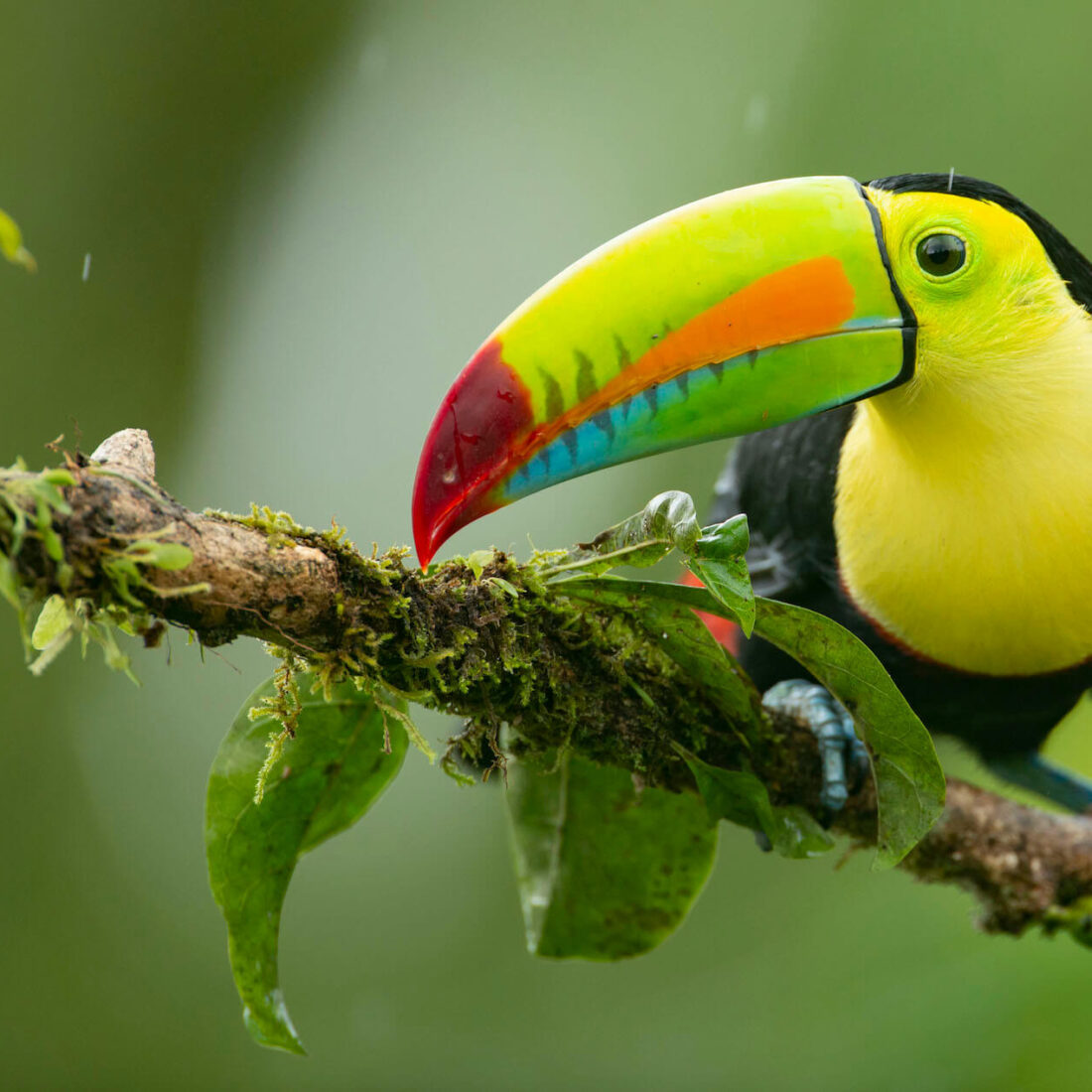 Costa Rica Photo Tour - Keelbilled Toucan