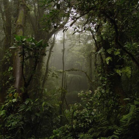 Costa Rica Rainforest Tour