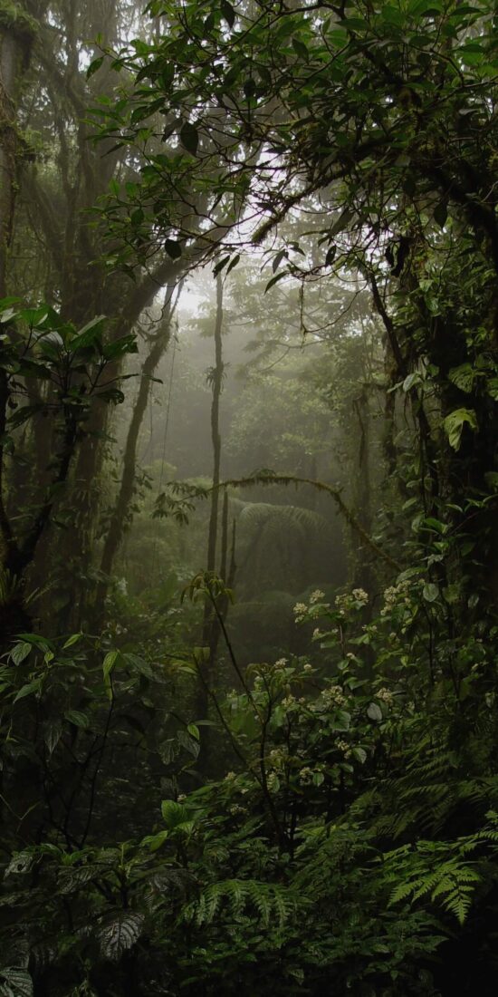 Costa Rica Rainforest Tour