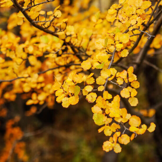 Fitz Roy Tour - autumn-leaves-in-patagonia-foliage