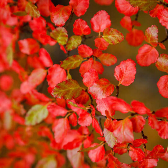 Fitz Roy Tour - nire-foliage-autumn-leaves
